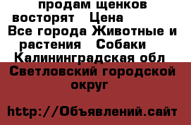 продам щенков восторят › Цена ­ 7 000 - Все города Животные и растения » Собаки   . Калининградская обл.,Светловский городской округ 